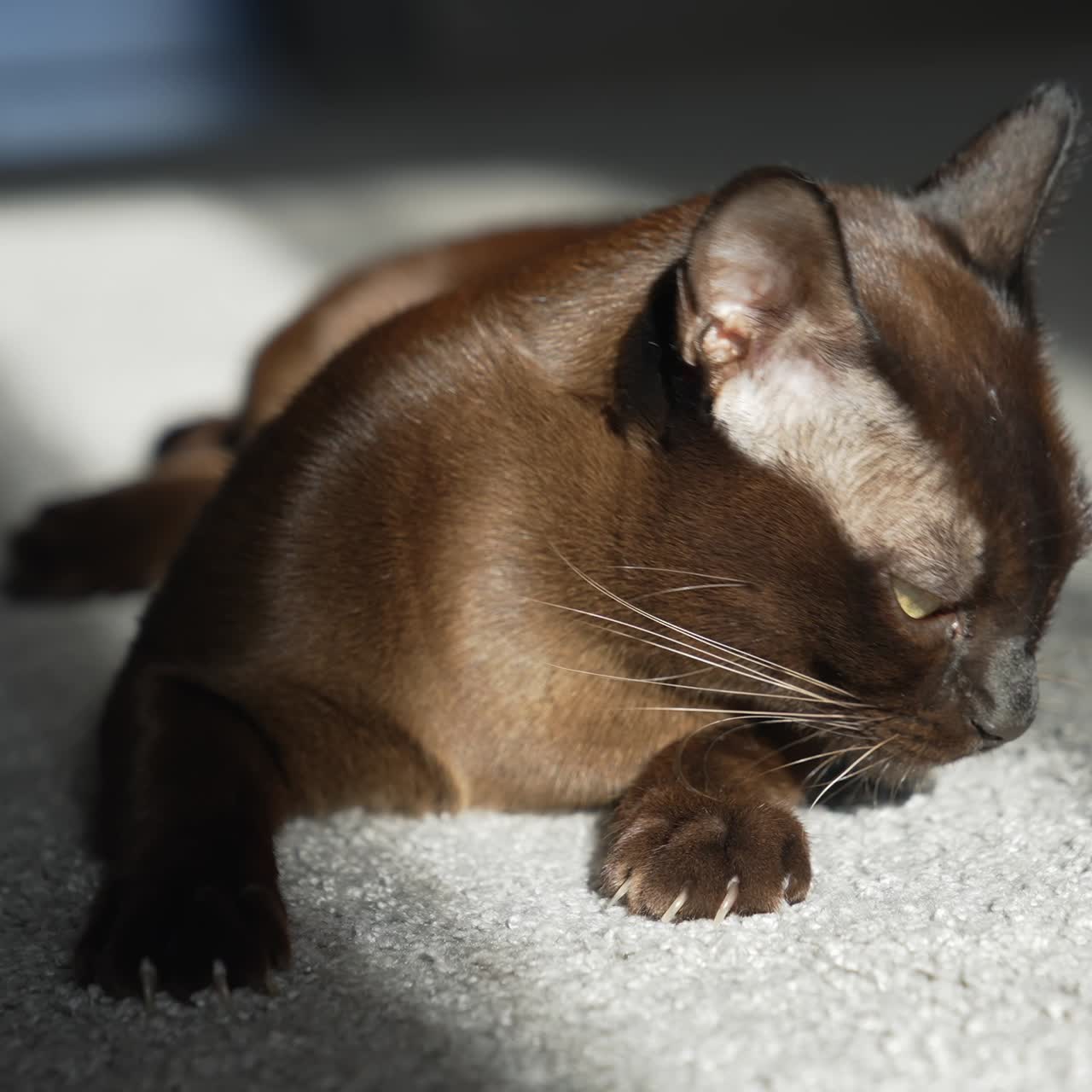 Gatto in soggiorno