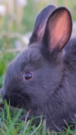 cute baby rabbit in green grass