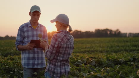 Farmers---A-Man-And-A-Woman-Communicate-In-A-Soybean-Field-At-Sunset-Use-A-Tablet-1