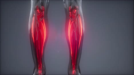 Gastrocnemius-–-Sichtbare-Karte-Der-Muskelanatomie