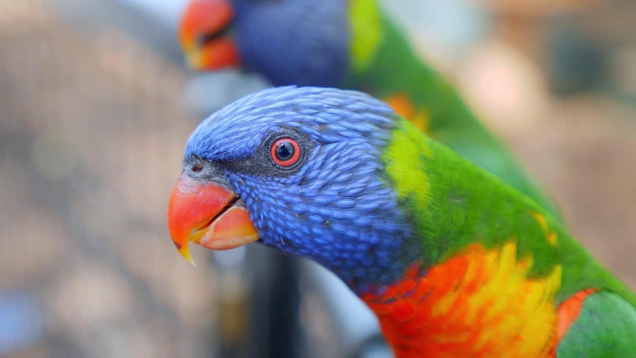 alimentación humana lorilkeets coloridos de australia salvaje - cierre de tiro loro loro arcoiris comiendo comida de humanos
