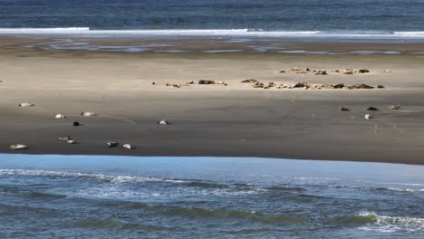 Focas-Blancas-Y-Marrones-Durmiendo-En-La-Playa,-Disparos-De-Drones-Durante-El-Mediodía