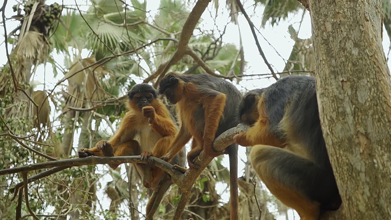 tres monos colobus rojos masticando cacahuetes en los árboles del parque de monos de gambia