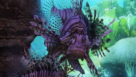 lionfish in an aquarium