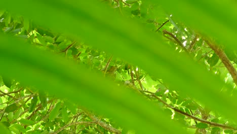 tropical bird seen between leaves in rain forest, wild jungle concept