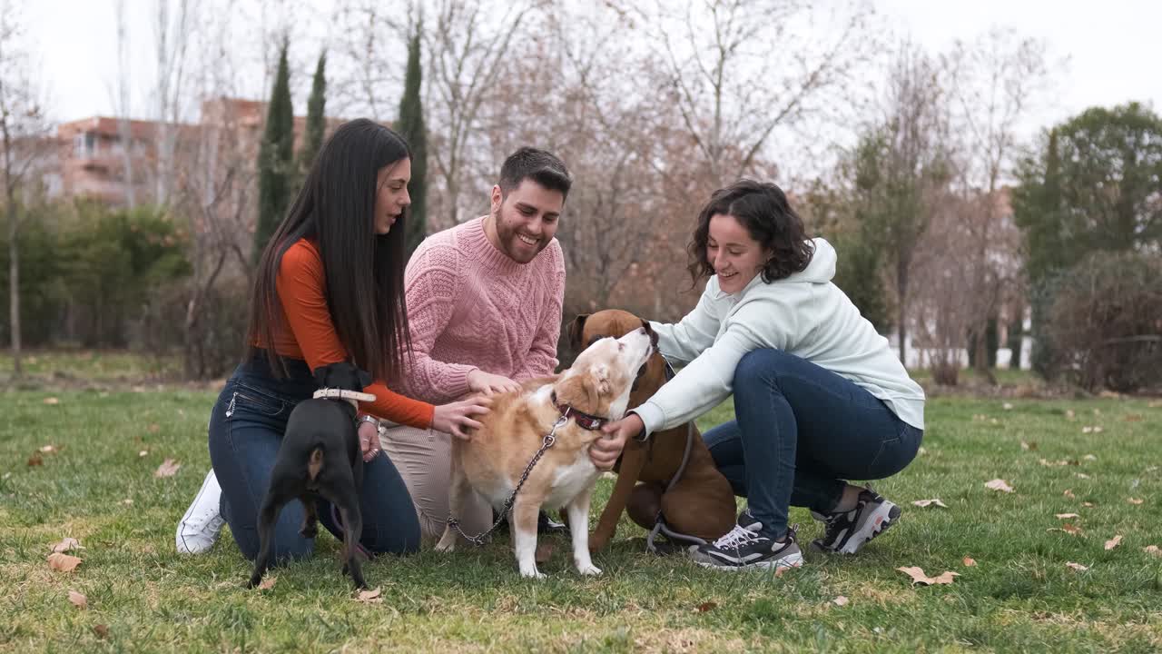 Group of friends meet in the park with their dogs.