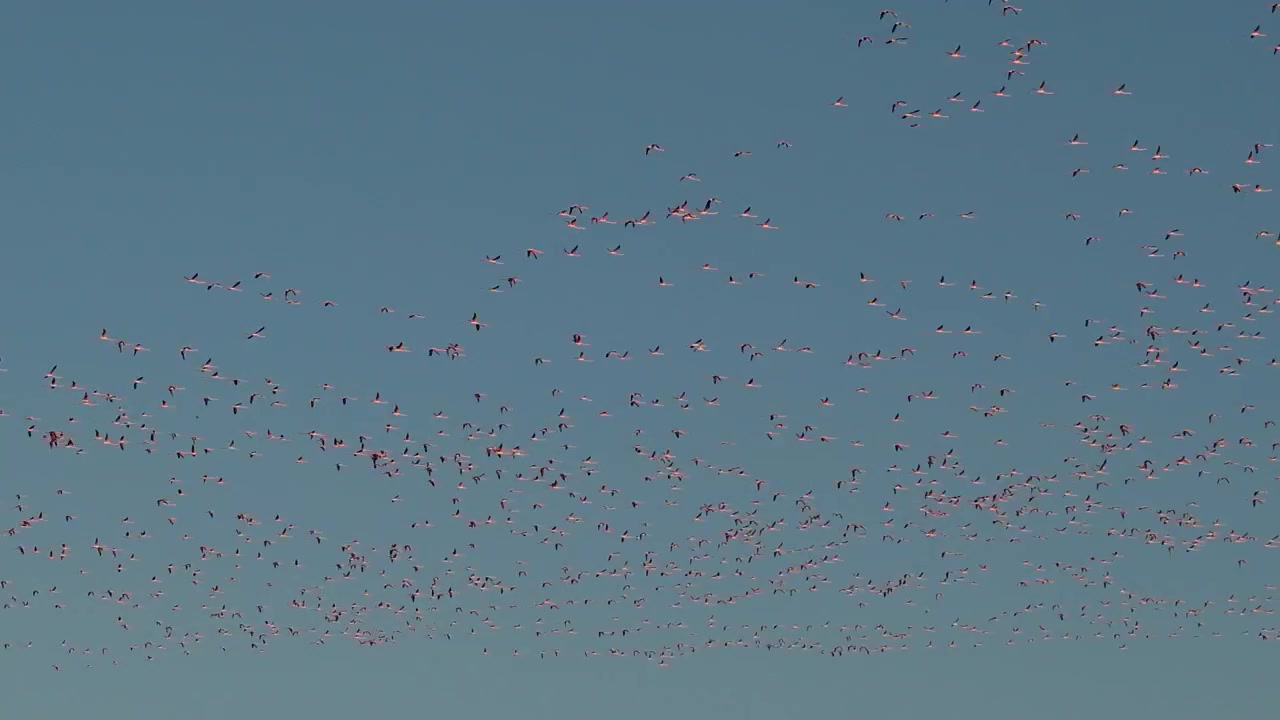 Thousands of wild flamingos flying in the sky