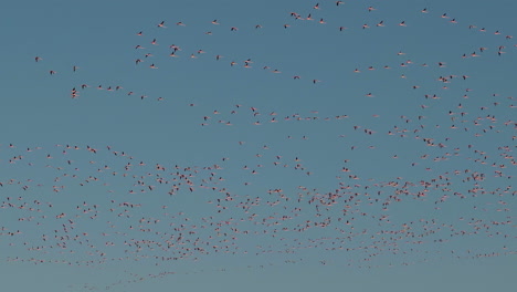 Miles-De-Flamencos-Salvajes-Volando-En-El-Cielo