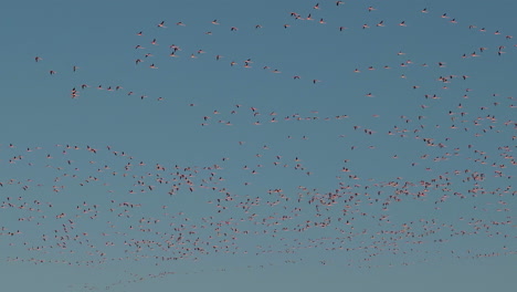 miles de flamencos salvajes volando en el cielo