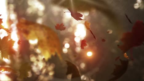 autumn leaves falling on the camera