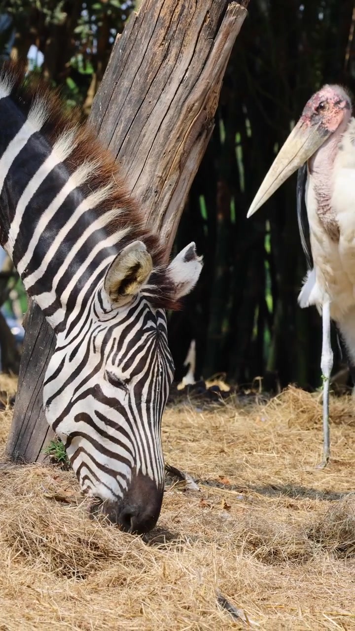 Zebra pascola su terreno secco della savana mentre una cicogna marabù si avvicina in piena luce naturale