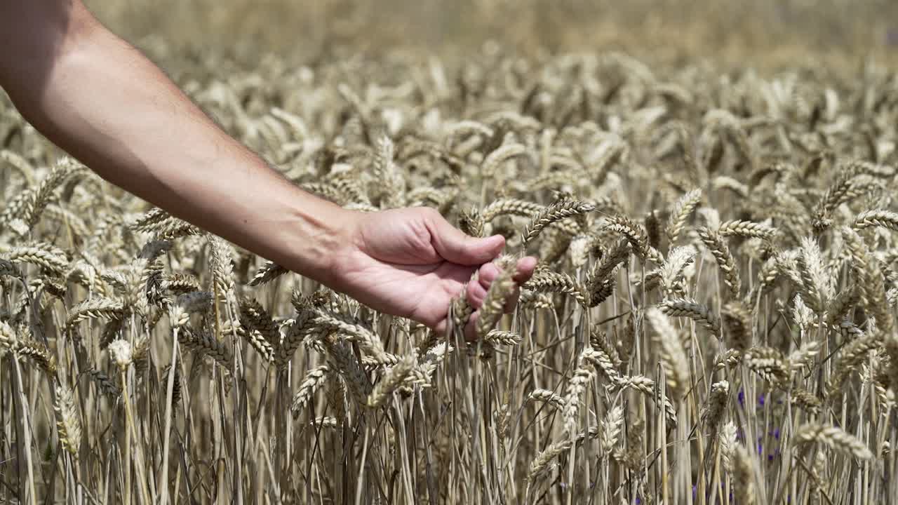 Hands of farmer in wheat field gently touching wheat ears