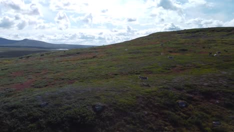 gorgeous aerial drone footage orbiting and spinning around wildlife animals or reindeer eating grass and moving around on sweden grassy green and brown landscape on a hill during cloudy day, horizon.