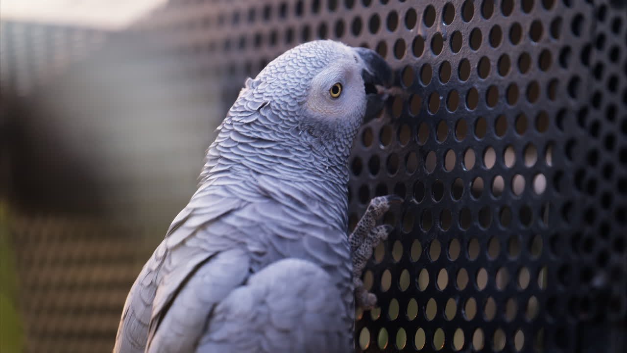 Close up of a grey parrot in a black cage at a zoo