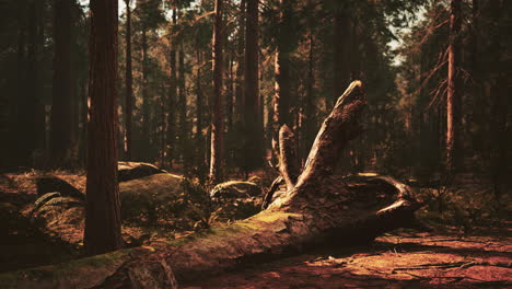 giant sequoias in the giant forest grove in the sequoia national park