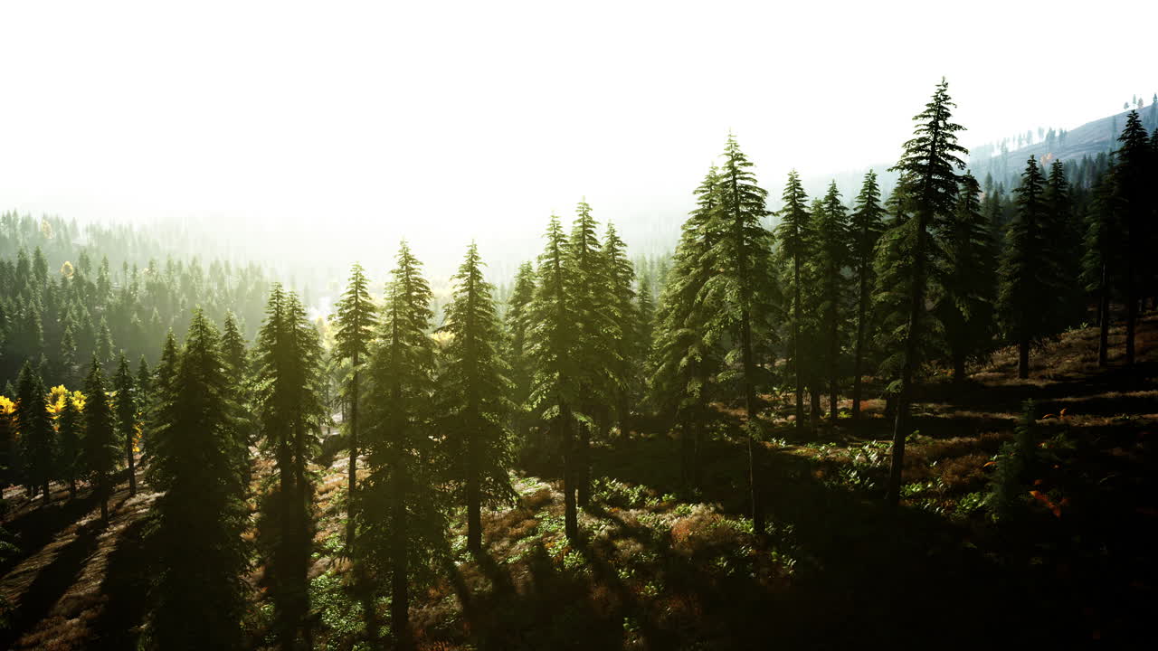 Sunset in the mountains with forest and shining sun