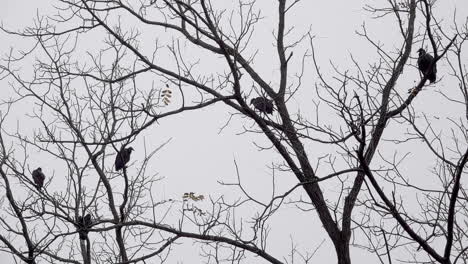 Fünf-Schwarze-Geier-Sitzen-In-Den-Zweigen-Eines-Schwarzen-Walnussbaums