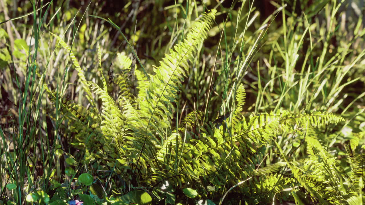 Vibrant green ferns and lush grass create a serene forest atmosphere