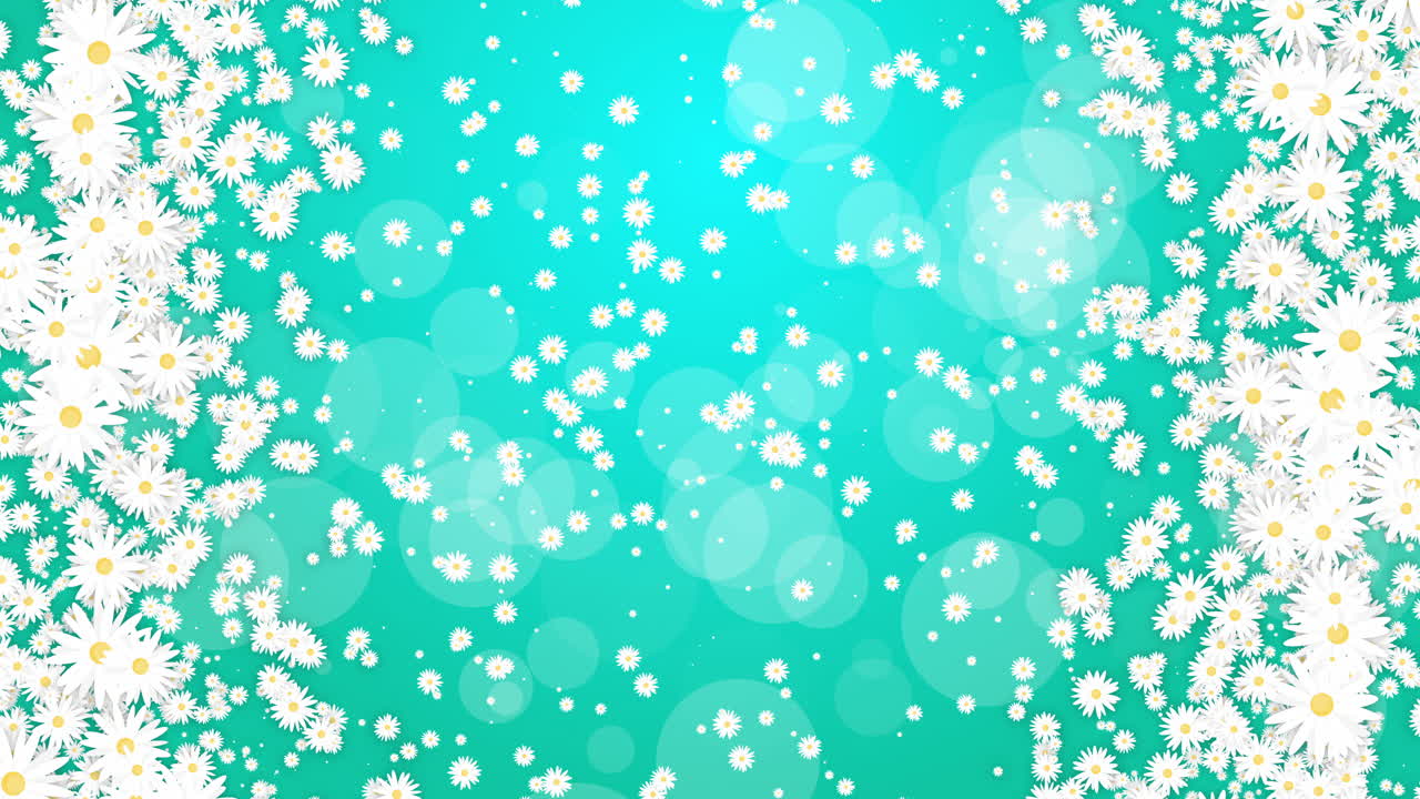 Animation of white chamomile flowers on green background. Plant floral ornament. Text space. Looped motion graphics.