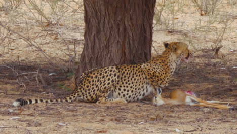 cautious southeast african cheetah searches its surroundings for a threat