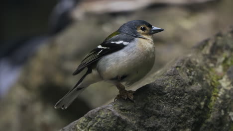 close up on beautiful small tropical bird standing on rock looking around