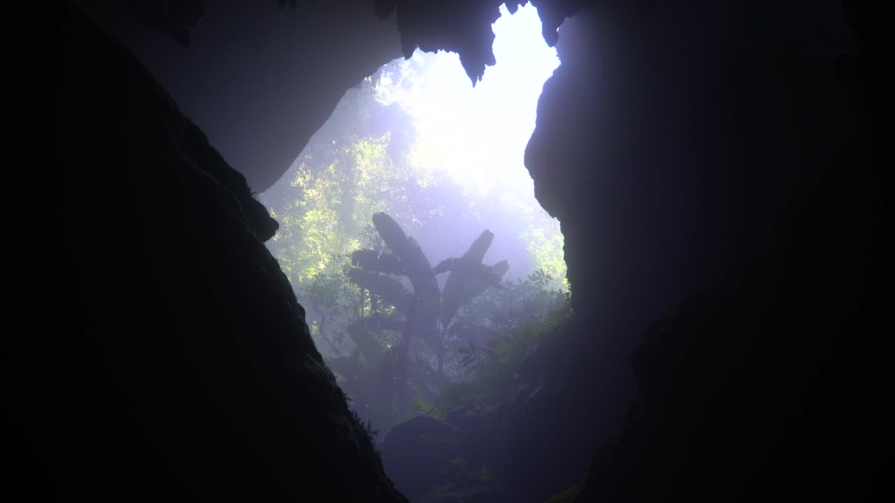árbol de plátano de tiro estático balanceándose en la entrada de la cueva brumosa de son doong
