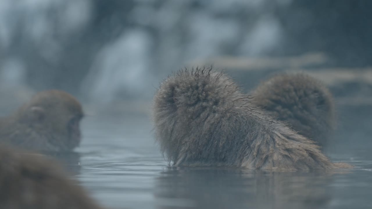 A Japanese snow monkey relaxes and chills in the warm, soothing waters of an onsen, surrounded by a snowy landscape in Jigokudani, Japan.