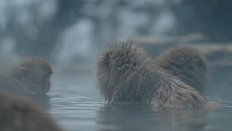 a japanese snow monkey relaxes and chills in the warm, soothing waters of an onsen, surrounded by a snowy landscape in jigokudani, japan.