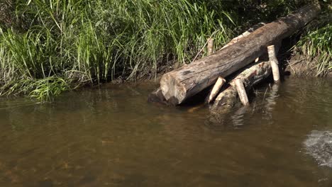 Ríos-Salmoneros-Con-Un-Pequeño-Arroyo-9