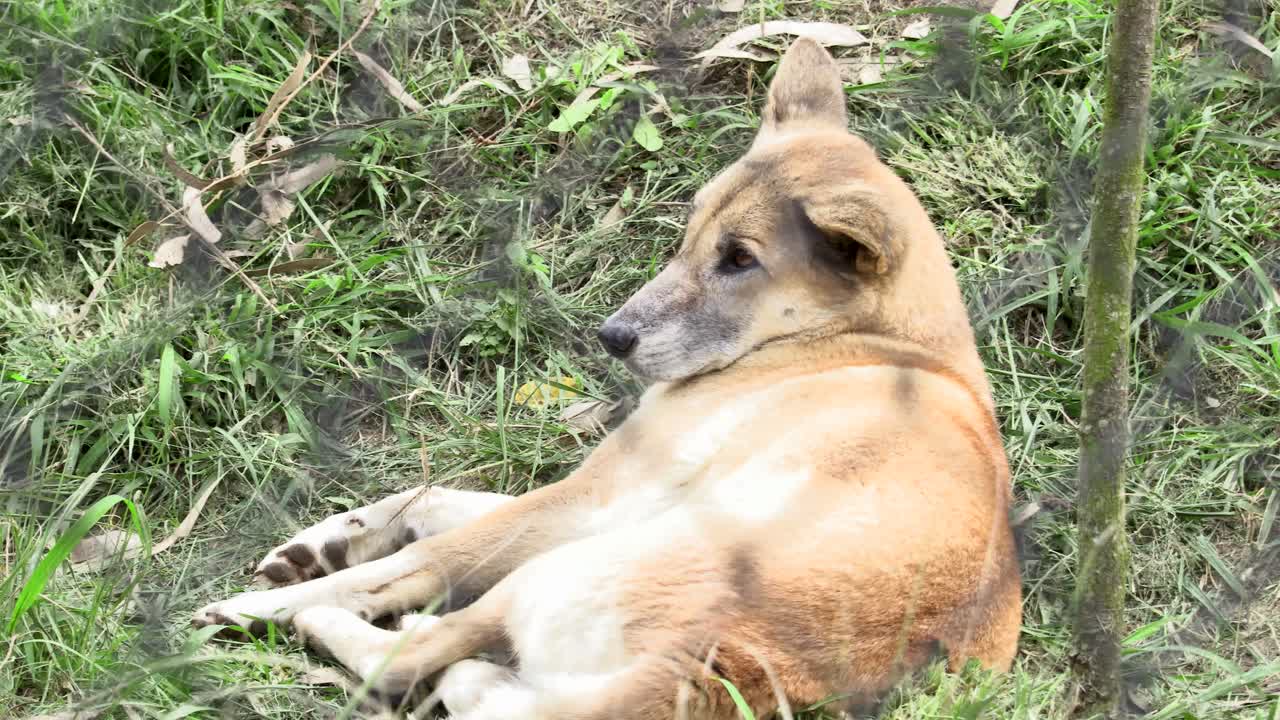 dingo australiano en cautiverio. acostado despierto