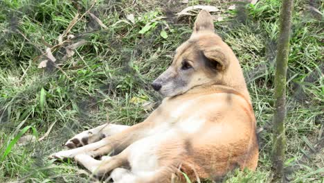 australian dingo in captivity. laying down awake