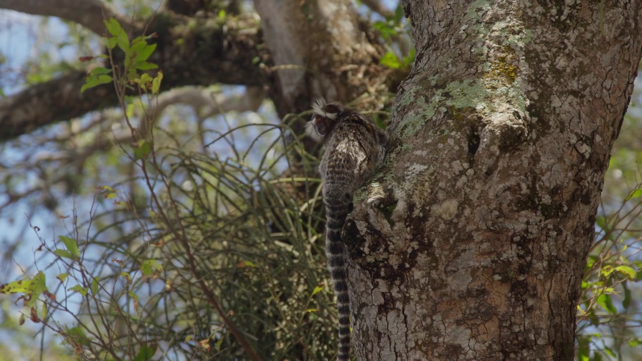 Likenli bir dalda başı aşağıda duran bir marmoset, çizgili kuyruğu sarkık bir şekilde yere doğru bakıyor.