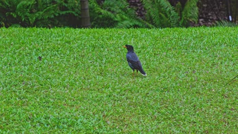 a common or indian myna bird on a grassy field in the centre of singapore