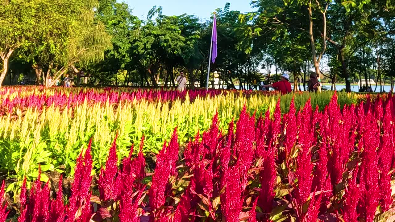 Uma foto de paisagem ampla de flores vermelhas e amarelas desabrochando sob um céu azul claro