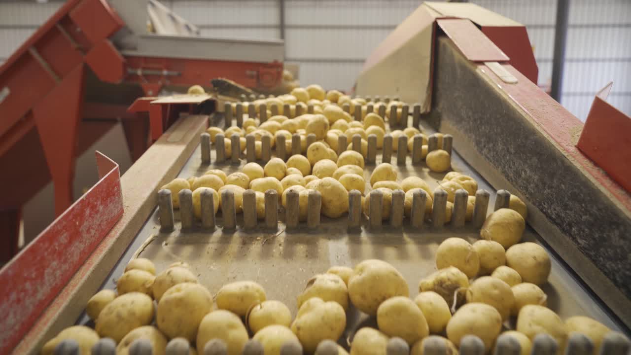 Potato harvest. Potato cleaning process in food production factory.