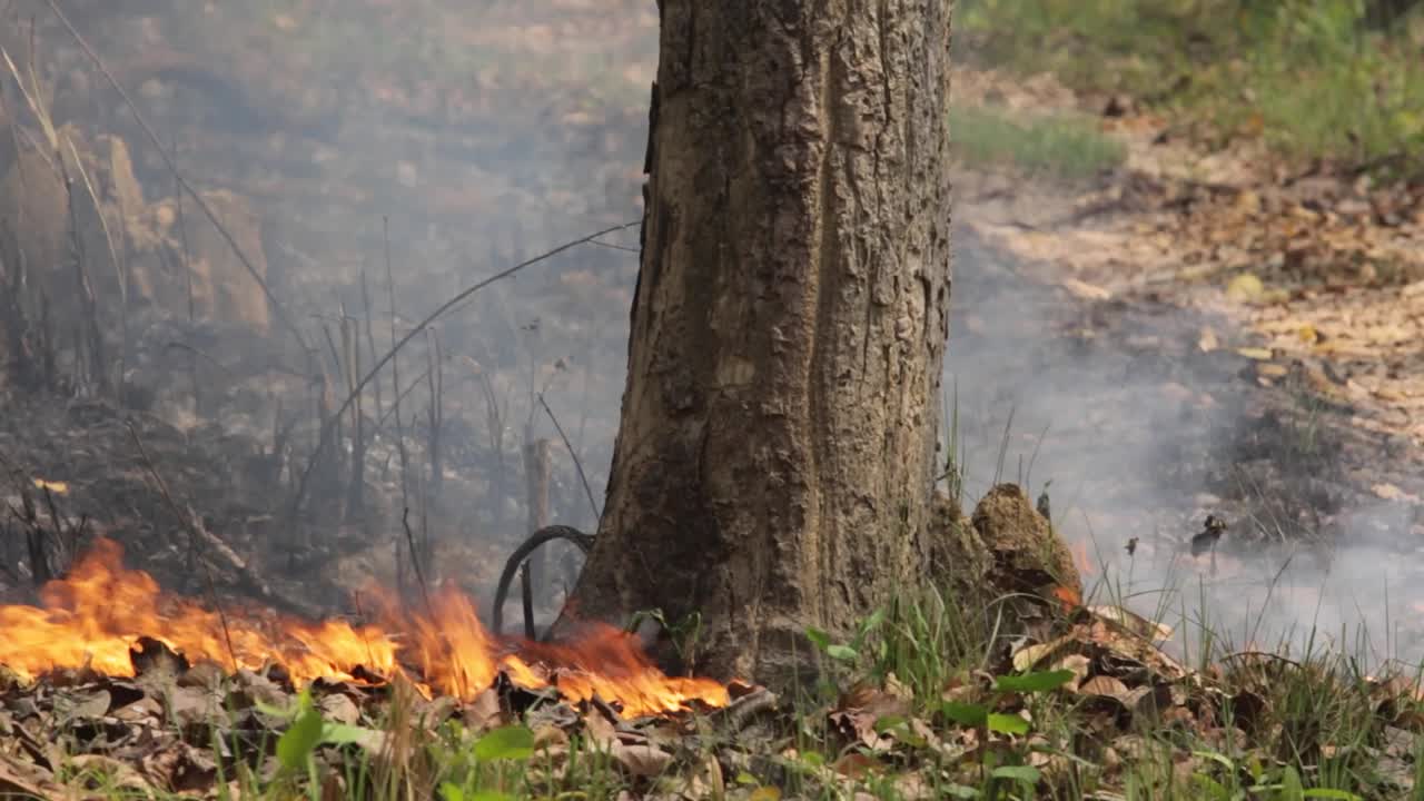 Small fire on forest floor with smoke and tree trunk centered in frame.