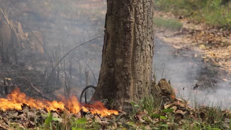Small fire on forest floor with smoke and tree trunk centered in frame.