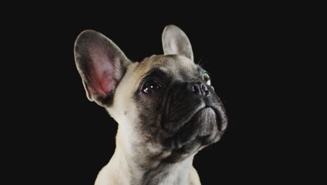 studio shot of french bulldog puppy with dog biscuit falling on head against black background