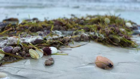 seaweed and shells washed up on beach shore after hurricane nicole in st