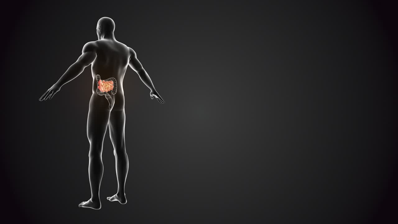 cuerpo humano con intestino delgado en bucle