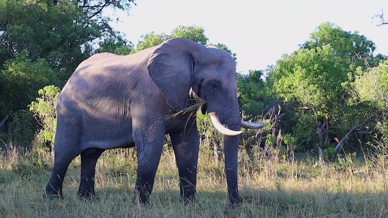 elefante africano masivo tira de hierba seca con su trompa y se la come