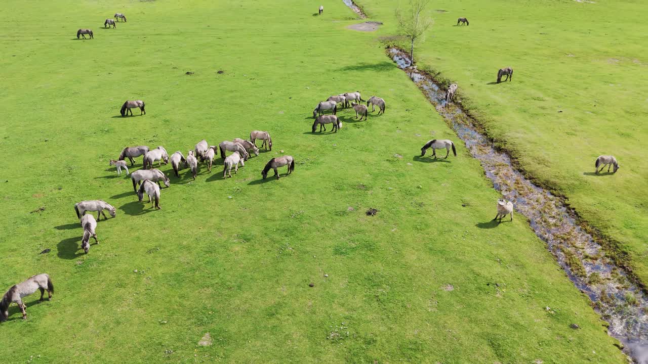 라트비아의 파페 국립공원의 에서 달리는 야생 말과 오로센 소