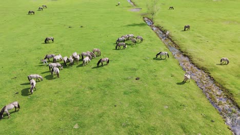 Wild-Horses-and-Auroxen-Cows-Running-in-the-Field-of-Pape-National-Park,-Latvia