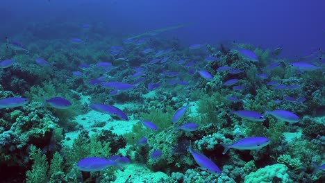 shoal of fussilier fish close up on coral reef