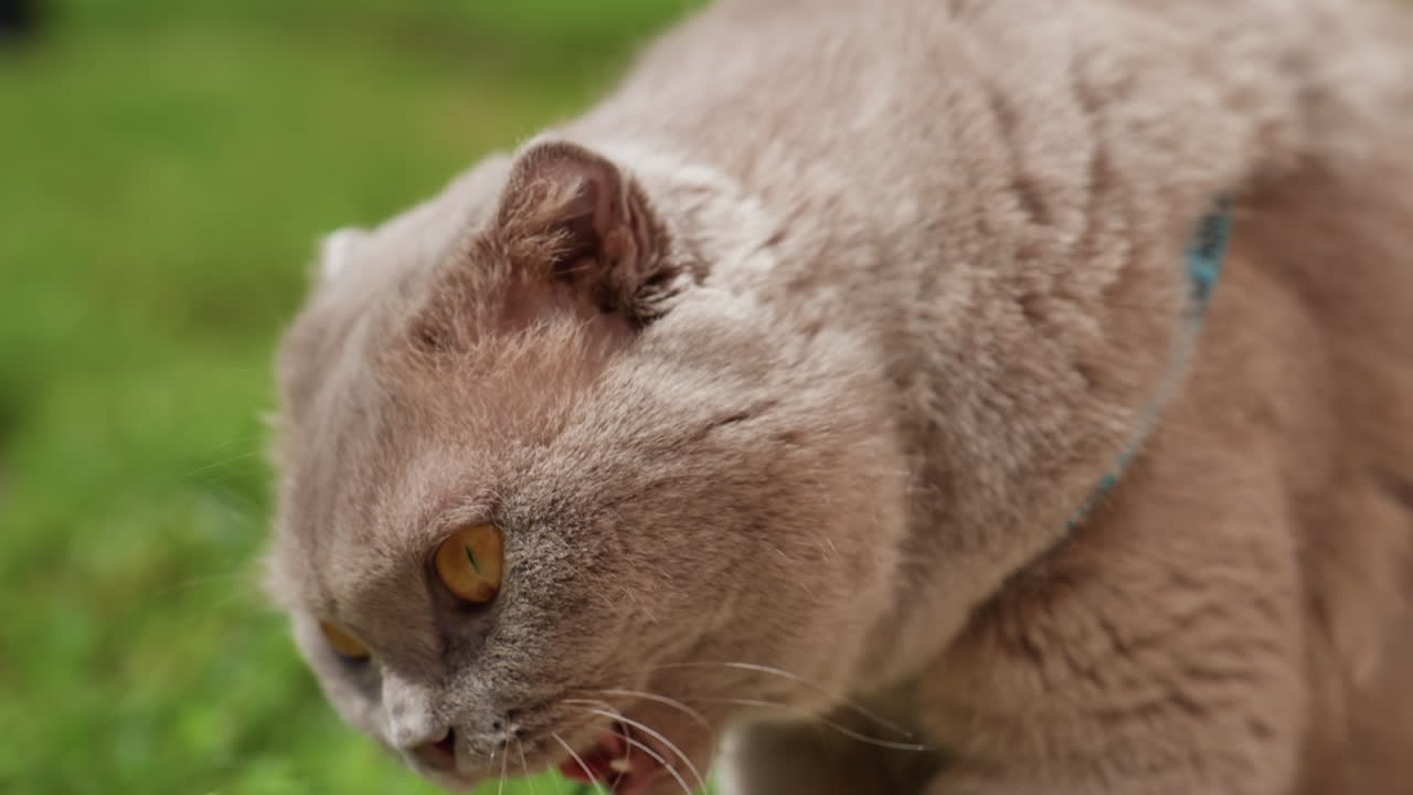 Urban Feline Fixates On Nearby Verdant Blades, Glaring Cat Attentively Watches Blades Of Green In City Yard, Ambereyed Grey Feline Concentrates Deeply On Lush Grass Growing Nearby In Urban Setting