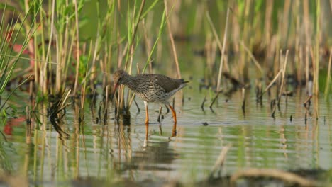 Close-tracking-shot-of-common-redshank-bird-walking-in-shallow-water