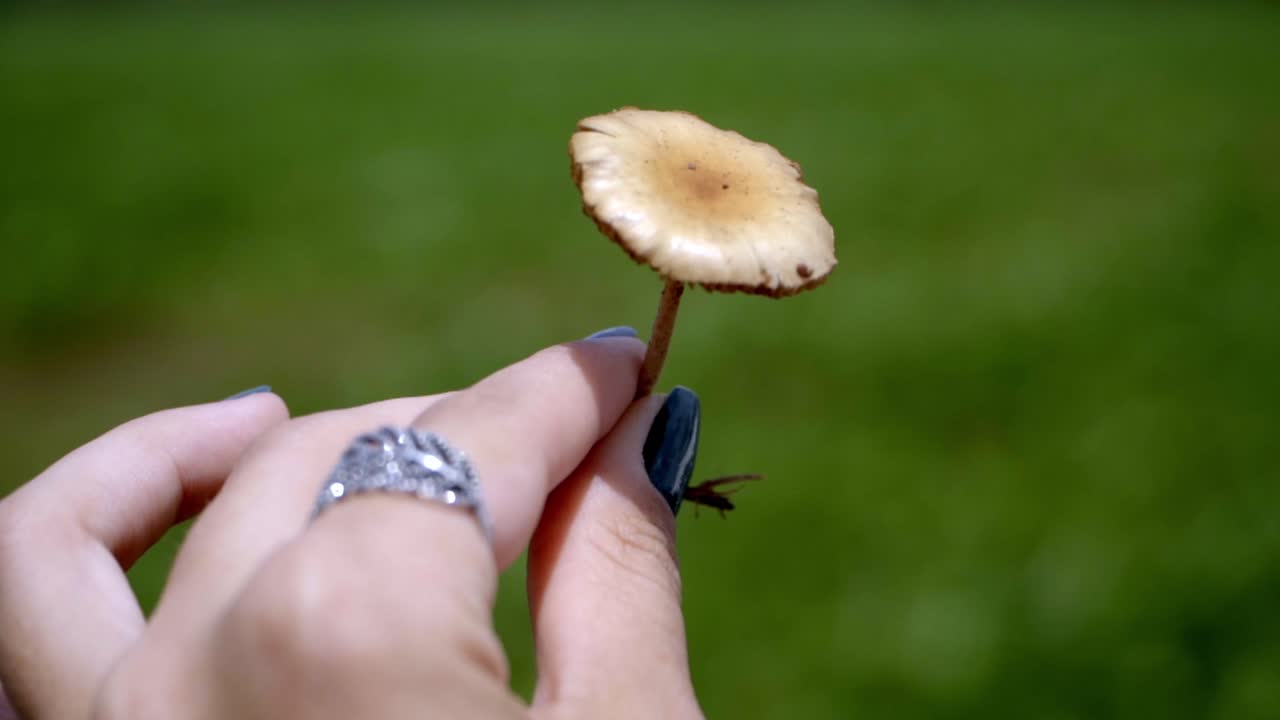 Female hand holding a cute small mushroom in slow motion