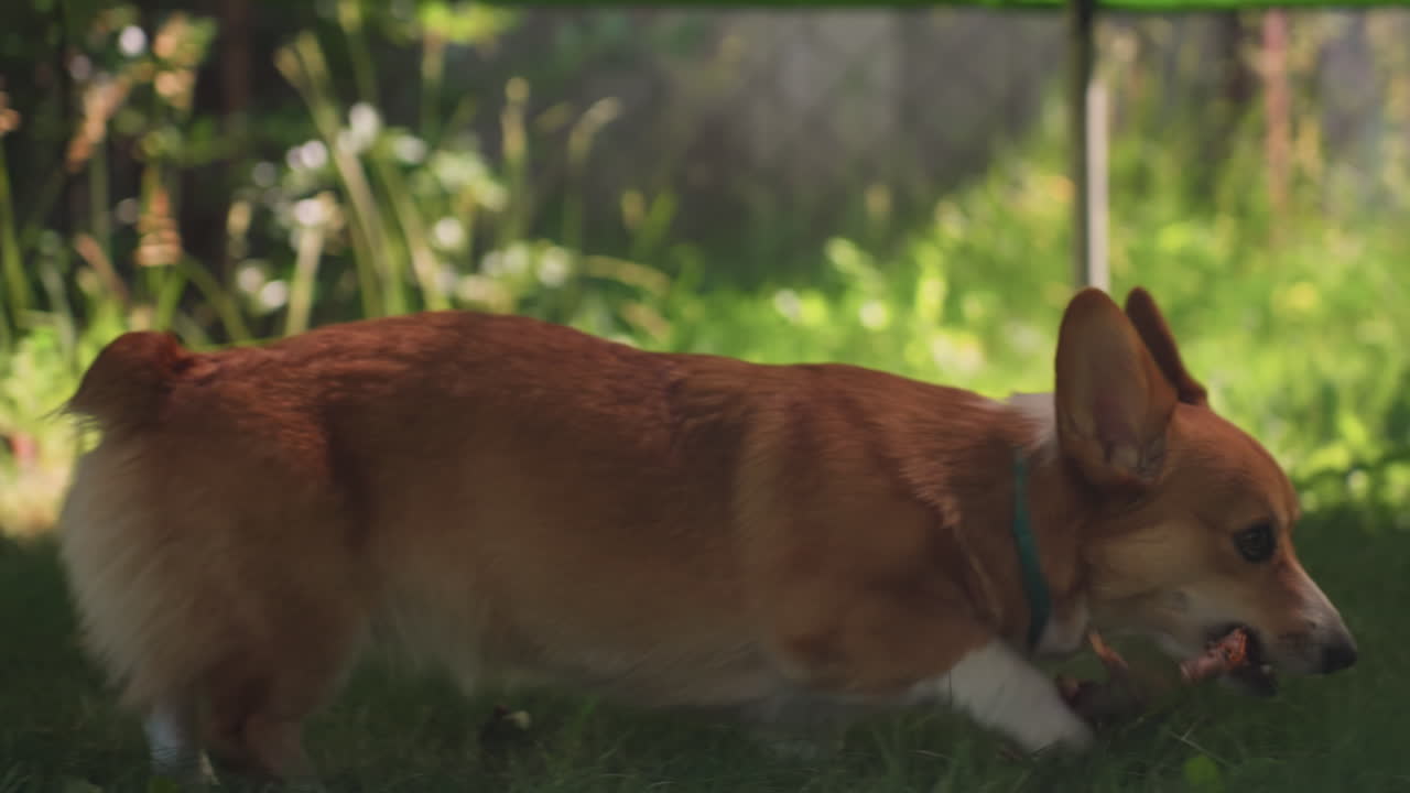 Relaxed Dog Resting, Dog Lounges Peacefully Under Shade, Calm Corgi Sits Peacefully On Shaded Grass During Summer, Tranquil Corgi Rests Quietly In Shade While Warm Sunlight Filters Through Trees