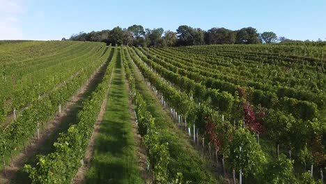 Drone-flight-over-vineyard-and-people-are-harvesting-grapes