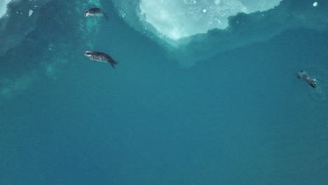 Gefleckte-Robben-Schwimmen-In-Der-Gletscherlagune-Jökulsárlón-Im-Süden-Islands